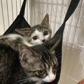 仔猫の里親になってください