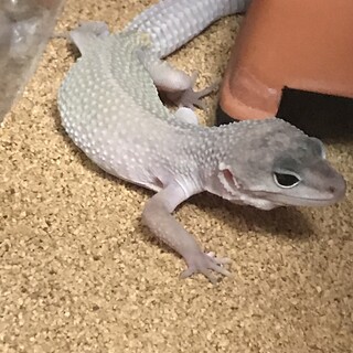 レオパ　ブリザード