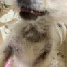 ポメチワの女の子 サムネイル6