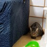 猫ちゃん愛
