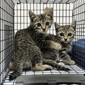 保護したてホヤホヤのキジトラ黒猫軍団