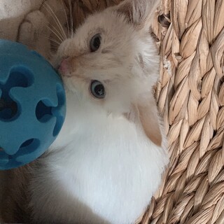 保護したばかりの綺麗な白い男の子