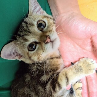 多頭飼育崩壊からのレスキュー！アメショ柄★