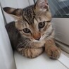 里親決定○キジ猫ソラト君 サムネイル6