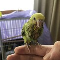 セキセイインコの雛、ありがとうございました