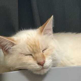 福島県飯舘村　帰還困難区域ゲート前のミルク