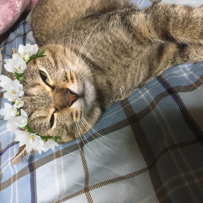 kaoririaのカバー写真