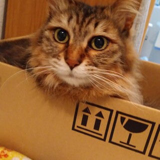 長毛のチャチャです。