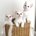 白猫プロジェクト★超甘えん坊美猫白猫3兄妹★白組
