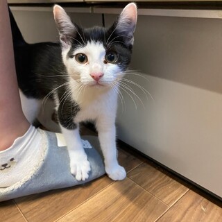 斜め前髪の白黒ちゃん♪