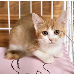 ねこの譲渡会＠サカタニギャラリー サムネイル2