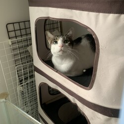 ねこの譲渡会＠サカタニギャラリー サムネイル3