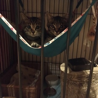 コロンとかわいい仲良し姉妹(できれば一緒に!)