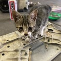 元気なサバ虎くん！