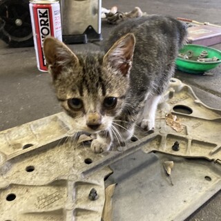 元気なサバ虎くん！