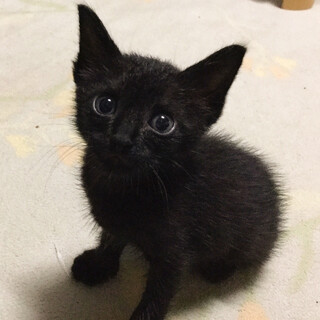 募集一時停止黒猫男子鍵しっぽ☆ネロ