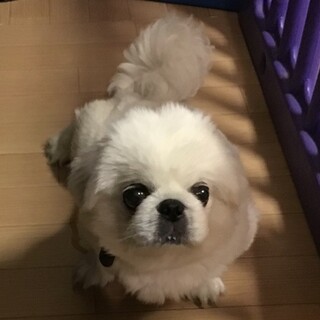 ♂ペキニーズパン君