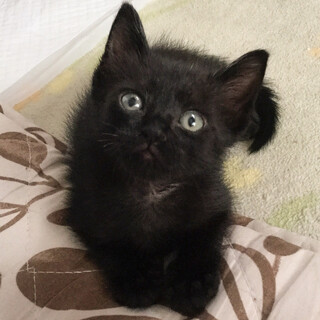ゴロゴロ超甘えん坊黒猫男の子☆エレ