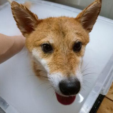 リフレッシュ