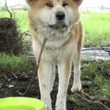 秋田犬の女の子