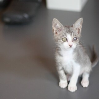 元気いっぱいサバ白子猫（かすみちゃん）