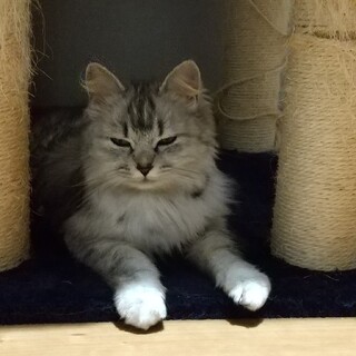 ペルシャmix小柄な女の子花ちゃん