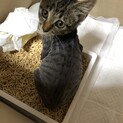【大至急】3か月位の男の子♪