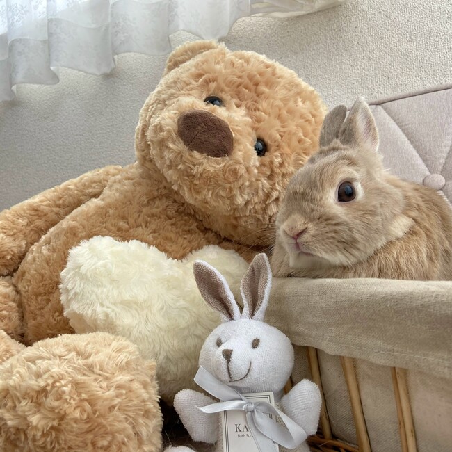 うさ愛すのカバー写真