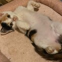 甘えん坊ミケ