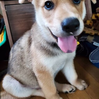 【シンシン】おかげ様で里親様が決まりました！