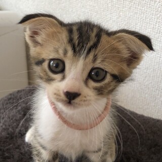 たれ耳の女の子(7/23. 7/25ミニ譲渡会)