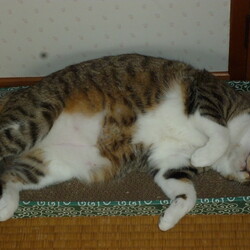 「マイクロチップ挿入」サムネイル1