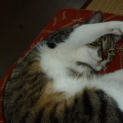 「マイクロチップ挿入」サムネイル2