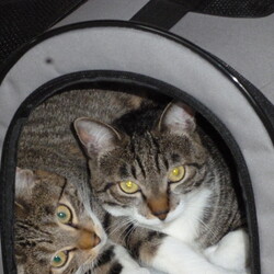 「マイクロチップ挿入」サムネイル3