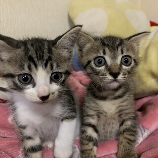 ミルク育ち兄弟(7/23 .7/25 ミニ譲渡会)