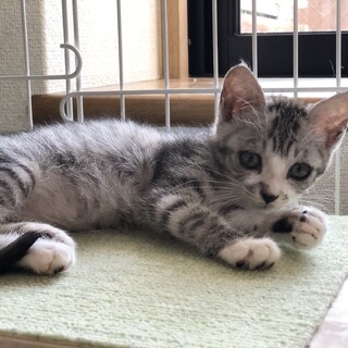 可愛いサバ白(7/23.7/25 ミニ譲渡会)