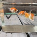 金魚4匹/ピンポンパール