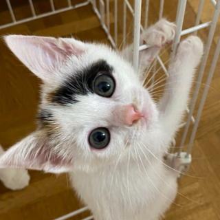 おもちゃで遊ぶの大好き♡ネクターちゃん