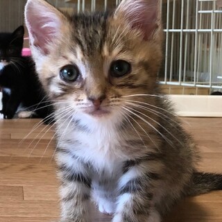 甘えんぼで元気いっぱい　すい君