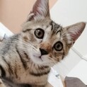 里親決定○キジ猫ソラト君
