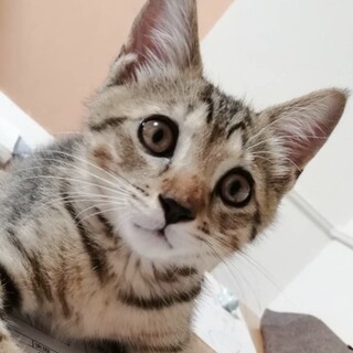 里親決定○キジ猫ソラト君