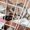 里親決定○キジ猫ソラト君 サムネイル7