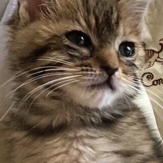 お膝の上が大好きな甘えんぼ　きんちゃん