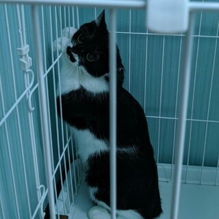 ★緊急お家がなくなります。ゆずちゃん3歳