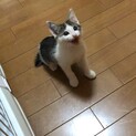元気なキジシロちゃん
