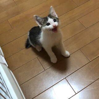 元気なキジシロちゃん