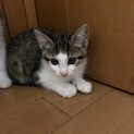 元気なキジシロちゃん