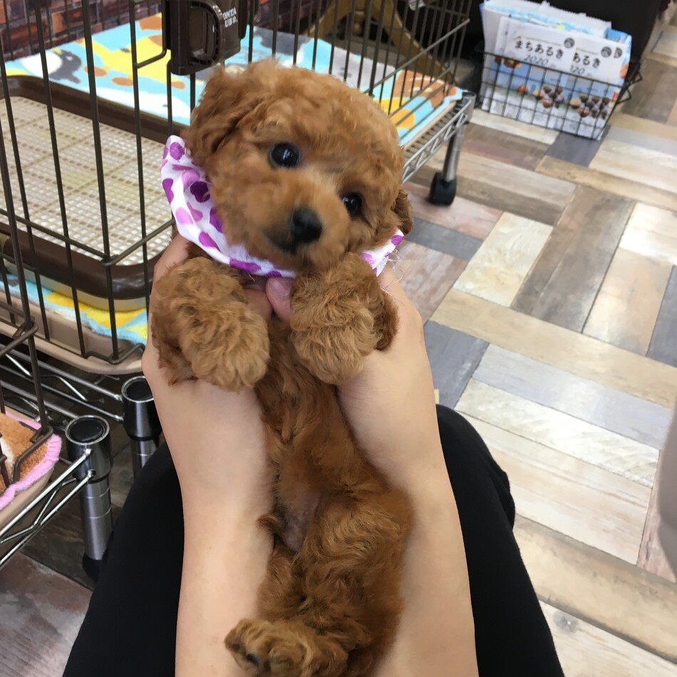 プンプンのカバー写真