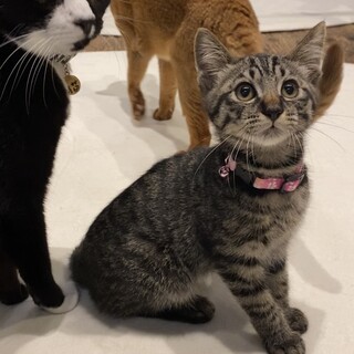 【1/17⭐️泉大津にて里親会】参加猫ボムくん