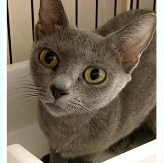 シャイですが穏やかなロシアンブルーです。